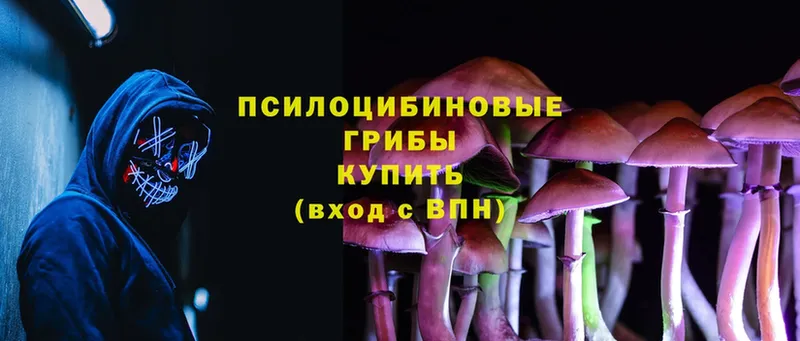 Галлюциногенные грибы Psilocybine cubensis  Мыски 